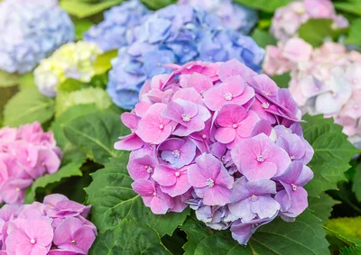 The Beginner's Guide to Pruning: Hydrangeas