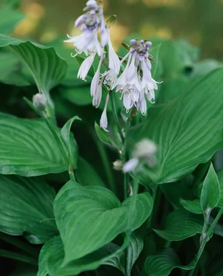 The Beginner's Guide to Pruning: Perennials