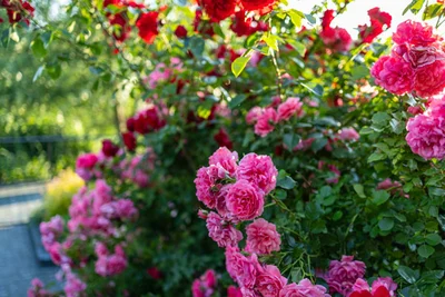 The Beginner's Guide to Pruning: Roses