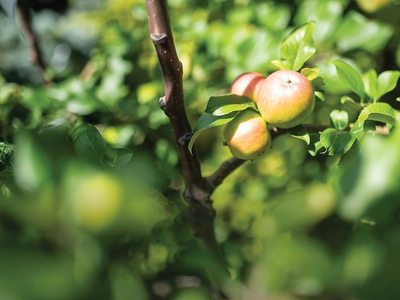 The Benefits of Dormant Spray