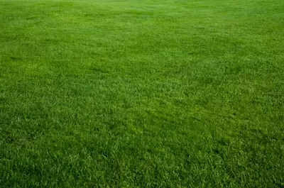 The Best Lawn Ever!