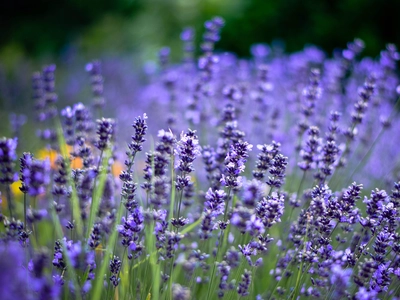 The Buzz on Lavender