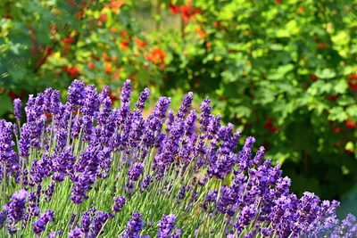 The Buzz on Lavender