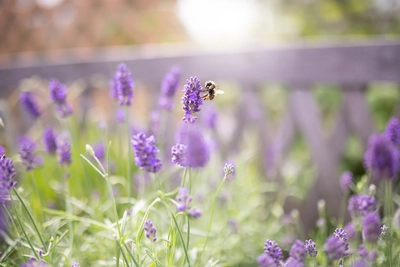 The Buzz on Lavender