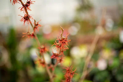 The Sweet Fragrance of Winter
