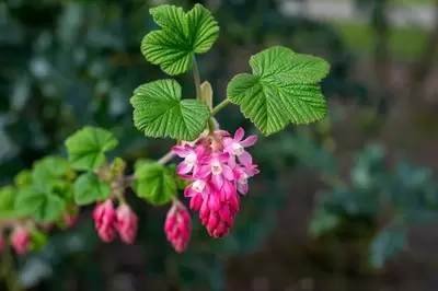 The Wild Plants of BC