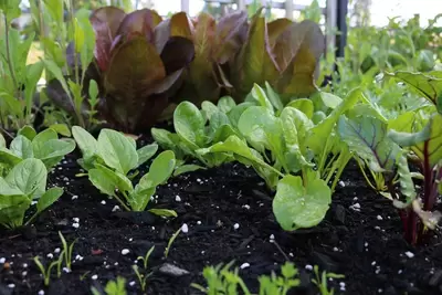 Timing the Fall Veggie Garden