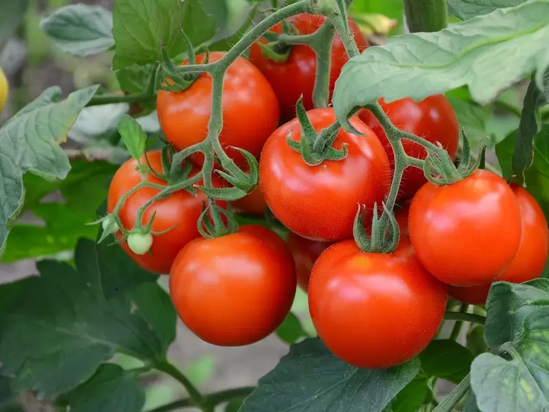 Tomato Plant Collection A | 3 x 6cm Potted Tomato Plants