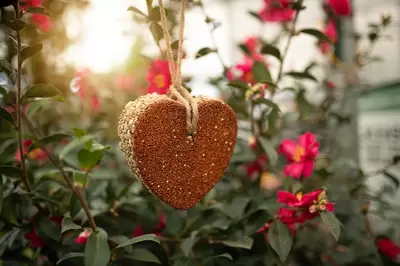 Tips on Feeding Garden Birds in Winter