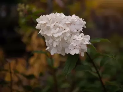 Top 5 Hydrangeas