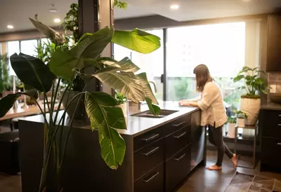 Top 5 Plants for the Home Office