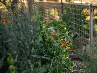 Veggie Companion Planting