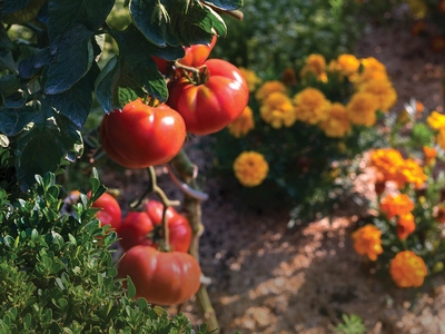 Veggie Companion Planting