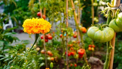 Veggie Companion Planting