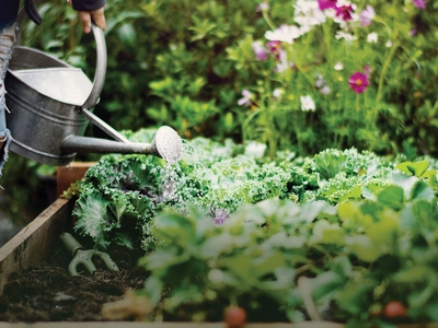 Water Essentials for a Thriving Garden