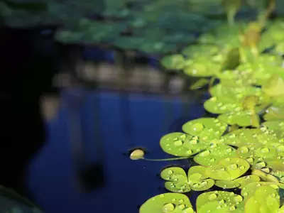 Water Gardening 