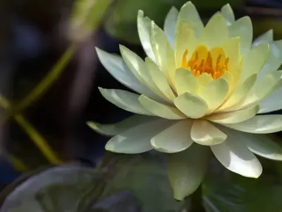 Water Lilies on the Patio