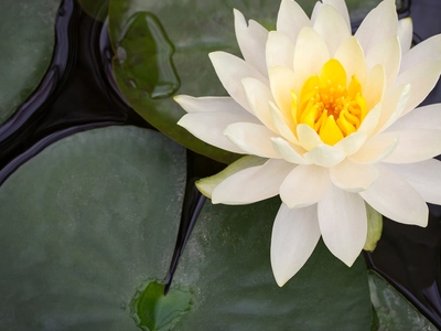 Water Lilies on the Patio