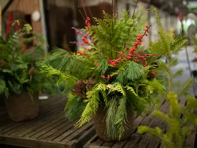 Festive Winter Planters