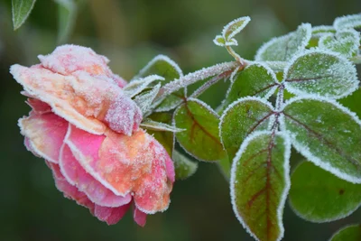 Winter Protection Guide