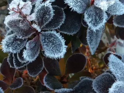 Winterizing the Garden