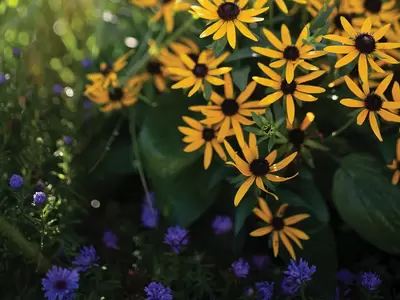 Yellow Summer Perennials