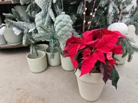 Winter Poinsettia