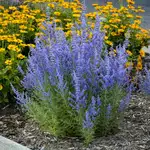 Drought tolerant plants