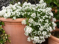 Alyssum