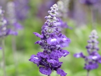 Annual Salvia