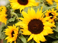 Annual Sunflower
