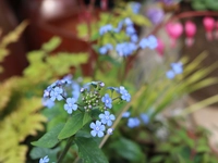 Brunnera