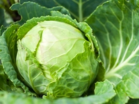Cabbage