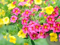 Calibrachoa