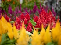 Celosia