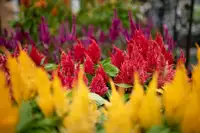 Celosia