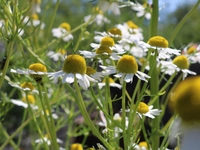 Chamomile
