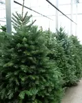 Christmas Trees