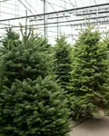 Christmas Trees