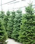 Christmas Trees