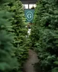 Christmas Trees