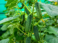 Cucumbers
