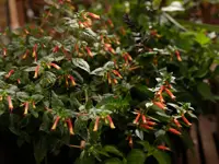 Cuphea