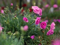 Dianthus