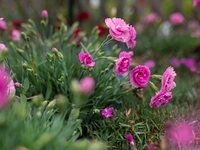 Dianthus (Carnation)