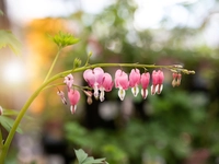 Dicentra (Bleeding Heart)