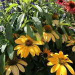 Drought tolerant perennials