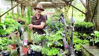 Drought tolerant plants