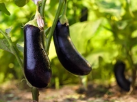 Eggplant