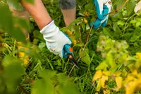 Fall Gardening